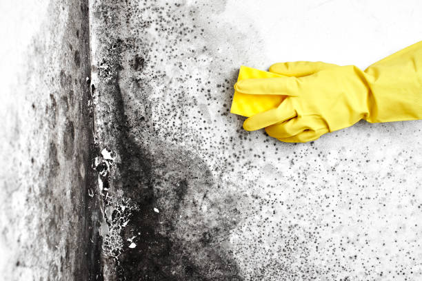 Best Mold Prevention Services  in Westport Village, CT