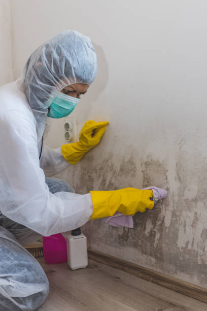 Best Water Damage & Mold Remediation  in Westport Village, CT