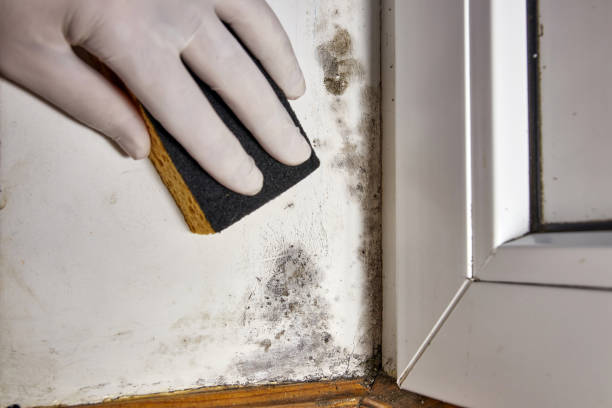 Best Mold Prevention Services  in Westport Village, CT